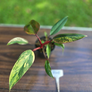 #R45 Philodendron Strawberry Shake