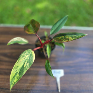 #R45 Philodendron Strawberry Shake