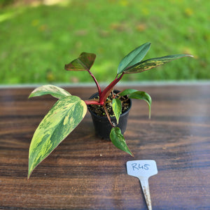 #R45 Philodendron Strawberry Shake