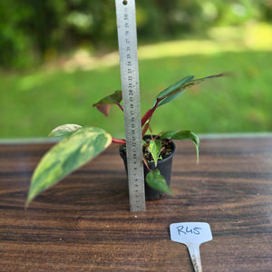 #R45 Philodendron Strawberry Shake