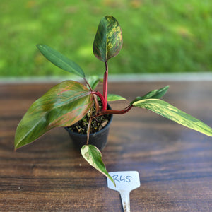 #R45 Philodendron Strawberry Shake