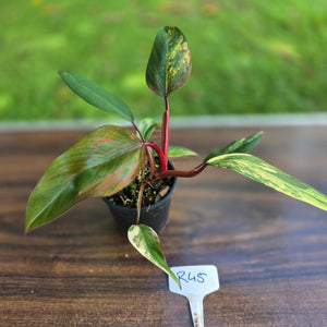 #R45 Philodendron Strawberry Shake