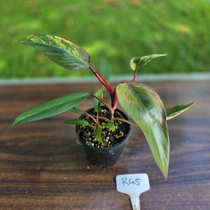 #R45 Philodendron Strawberry Shake