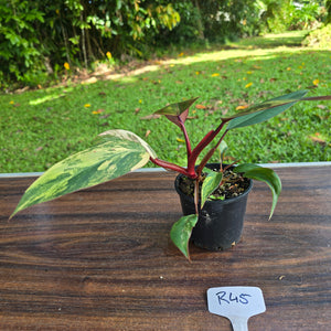 #R45 Philodendron Strawberry Shake