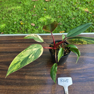 #R45 Philodendron Strawberry Shake