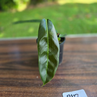 #R112 Multi-Headed Philodendron Patriciae