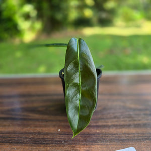 #R112 Multi-Headed Philodendron Patriciae