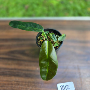 #R112 Multi-Headed Philodendron Patriciae
