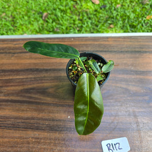 #R112 Multi-Headed Philodendron Patriciae