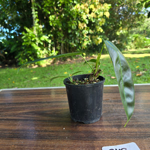 #R112 Multi-Headed Philodendron Patriciae