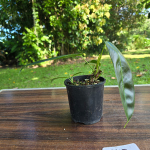 #R112 Multi-Headed Philodendron Patriciae