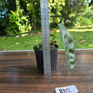 #R112 Multi-Headed Philodendron Patriciae