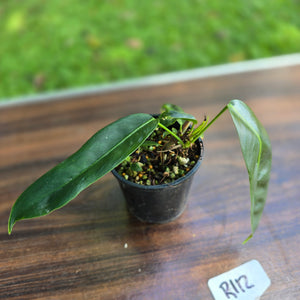 #R112 Multi-Headed Philodendron Patriciae