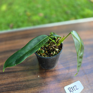 #R112 Multi-Headed Philodendron Patriciae