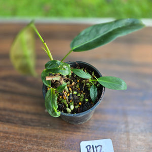 #R112 Multi-Headed Philodendron Patriciae