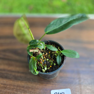 #R112 Multi-Headed Philodendron Patriciae