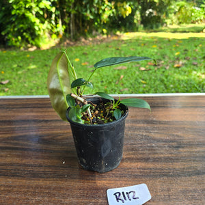 #R112 Multi-Headed Philodendron Patriciae