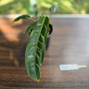 #R84 Three x Headed Philodendron Patriciae