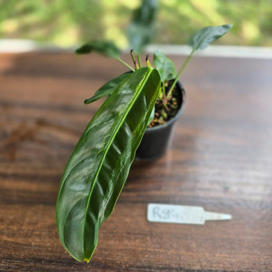 #R84 Three x Headed Philodendron Patriciae