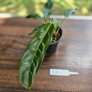 #R84 Three x Headed Philodendron Patriciae