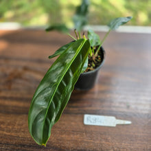 Load image into Gallery viewer, #R84 Three x Headed Philodendron Patriciae