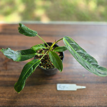 Load image into Gallery viewer, #R84 Three x Headed Philodendron Patriciae