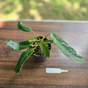 #R84 Three x Headed Philodendron Patriciae