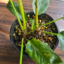 Load image into Gallery viewer, #R84 Three x Headed Philodendron Patriciae