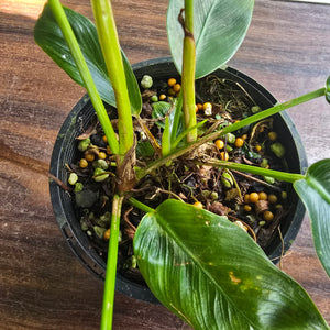 #R84 Three x Headed Philodendron Patriciae