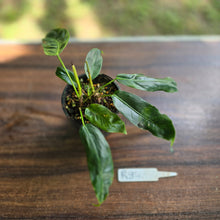Load image into Gallery viewer, #R84 Three x Headed Philodendron Patriciae