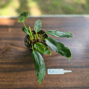 #R84 Three x Headed Philodendron Patriciae