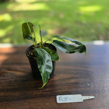 Load image into Gallery viewer, #R84 Three x Headed Philodendron Patriciae