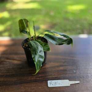 #R84 Three x Headed Philodendron Patriciae