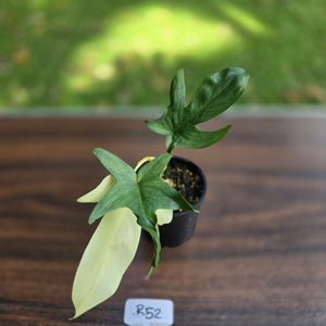 #R52 Philodendron Florida Ghost
