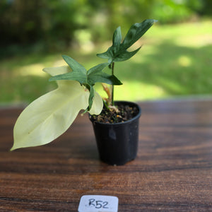 #R52 Philodendron Florida Ghost