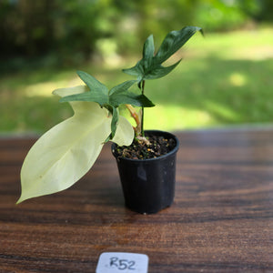 #R52 Philodendron Florida Ghost