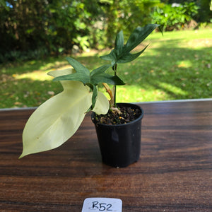 #R52 Philodendron Florida Ghost