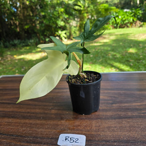 #R52 Philodendron Florida Ghost