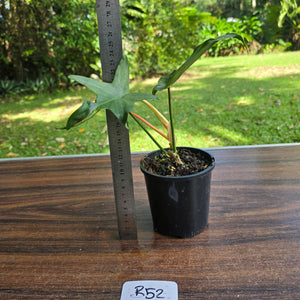 #R52 Philodendron Florida Ghost