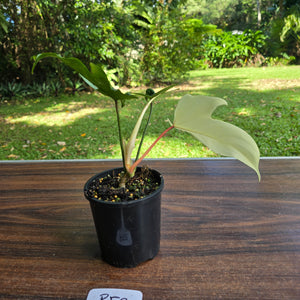 #R52 Philodendron Florida Ghost