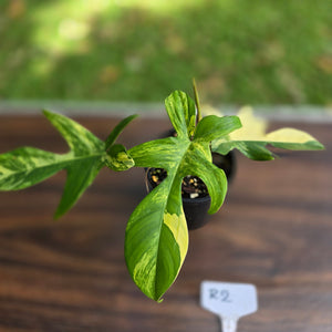 #R2 Philodendron Florida Beauty