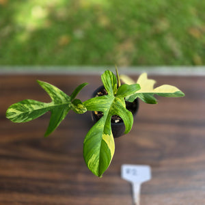 #R2 Philodendron Florida Beauty