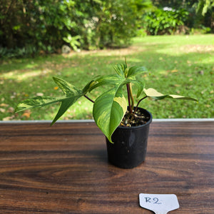 #R2 Philodendron Florida Beauty