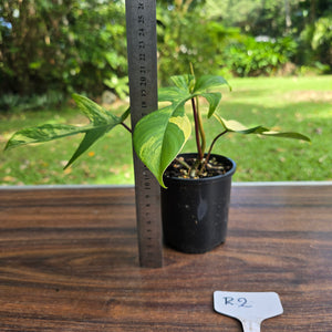 #R2 Philodendron Florida Beauty