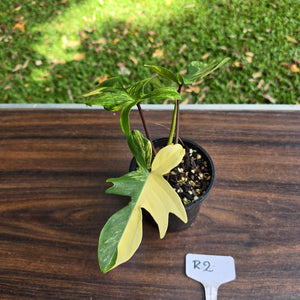 #R2 Philodendron Florida Beauty
