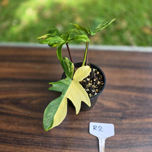 #R2 Philodendron Florida Beauty