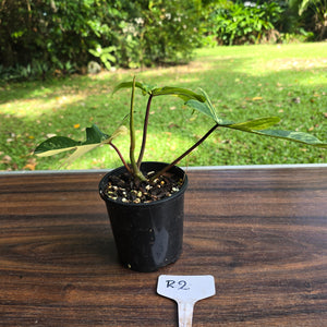 #R2 Philodendron Florida Beauty