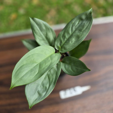 #R29 Aglaonema Seedling