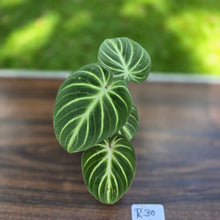 Load image into Gallery viewer, #R30 Philodendron Tinkle Bell