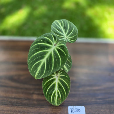 #R30 Philodendron Tinkle Bell